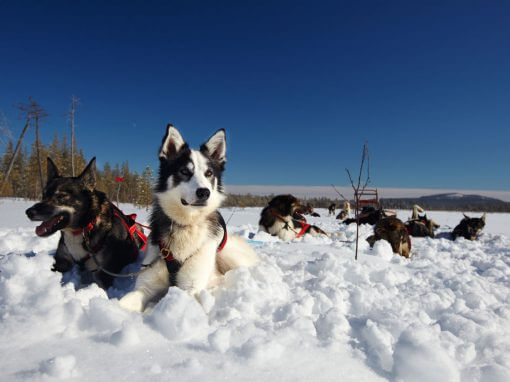 Husky tour